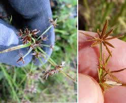 Image result for Cyperus haspan