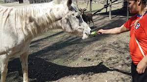 Gran Orgasmo con la polla del Caballo » PornoCheff.com