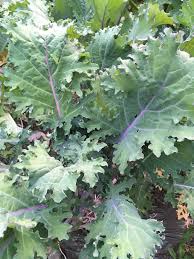 Maybe you would like to learn more about one of these? Brassica The Botanist In The Kitchen