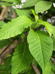 Image result for Pisonia