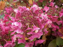 Librivox is a hope, an experiment, and a question: Hortensja Wiechowata Mega Mindy Ilvomindy Hydrangea Paniculata C3 Future Gardens