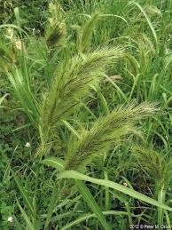 Image result for Echinochloa