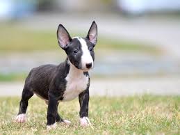 Listing over 34 bull terrier puppies for sale in the areas of: Madox The Miniature Bullterrier Puppy For Sale By Euro Puppy Mini Bull Terriers Bull Terrier Puppy Mini Bull Terrier Puppies