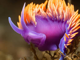 The neon orange appendages on the back of flabellinopsis iodinea are the cerata which extract oxygen from the sea water they are surrounded. Nudibranch Species Behavior And Diet