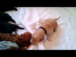 On our website, you will find lots of information to answer your questions. Apricot Labradoodle Puppies Back Bay Doodles Virginia Beach Va Goldendoodles Youtube
