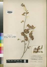 Image result for Cyphia richardsiae