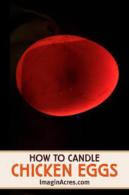 Put the large end of the egg up, directly above the light. Candling Chicken Eggs Imaginacres