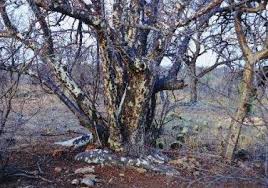 Image result for Sterculia rogersii