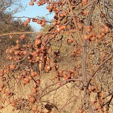 Image result for Grewia olukondae