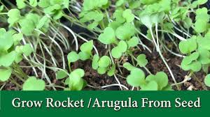 How to grow arugula seeds? How To Grow Arugula Or Rocket From Seed Leafy Green And Microgreen Youtube