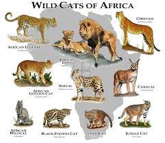 Wild Cats Of Africa Poster Print Etsy In 2021 Cat Species African Cats Wild Cats