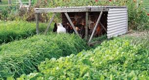 Arrow exterminators has a very diverse knowledge and skill set for dealing with oklahoma pests that has. Providing Natural Poultry Feed Mother Earth News