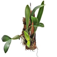 Image result for Bulbophyllum falcatum