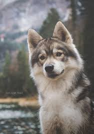 Wanderlust Blondgirl Ich Folge Wanderlust Blondgirl Blondgirl Wanderlust Accesoriesjewelry Albinoanimal Amazin In 2020 Tiere Schone Hunde Husky Hund