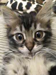Yoshi The Kitty Selfie Ig Khalkedonian Cats Cute Funny Animals Pets Kedi Katzen Kitty Cute Animal Pictures Cute Cats Cute Animals
