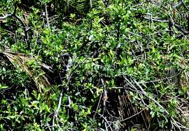 Image result for Gymnosporia heterophylla