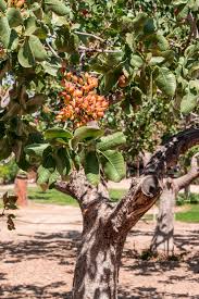 Find over 100+ of the best free pistachio tree images. What Does A Pistachio Tree Look Like Top Tips
