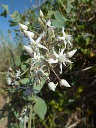 Image result for Cynanchum praecox