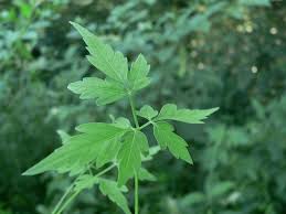 Image result for Cardiospermum halicacabum