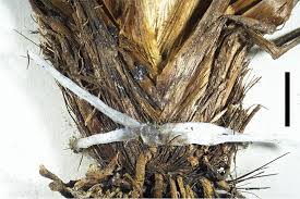 Image result for Xyris obscura