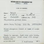 Image result for Hippocratea goetzei