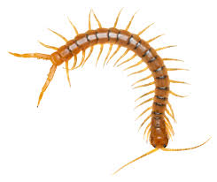 Image result for Centemopsis