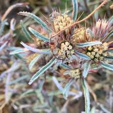 Image result for Dicoma tomentosa