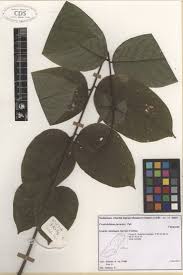 Image result for Centrolobium