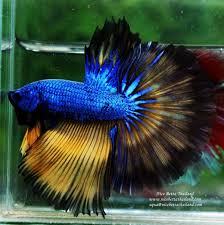 Nice Betta Thailand Co Ltd Betta Fish For Sale Siamese Fighting Fish In 2020 Betta Fish Siamese Fighting Fish Fish For Sale