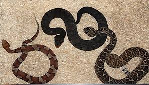Image result for photo of people in church with rattlesnakes