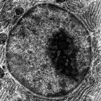 Maybe you would like to learn more about one of these? Cell Nucleus Wikipedia
