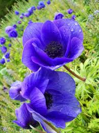 Maybe you would like to learn more about one of these? Seeing God S Goodness Longwood Gardens Kennett Square Pa Beautiful Flowers Blue And Purple Flowers Longwood Gardens