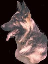 We have been breeding pure akc registered german shepherds now for over two years this is our third litter and will be ready to go to their new homes … Alkarah Quality Akc German Shepherd Dogs German Shepherd Dogs Akc German Shepherd German Shepherd Breeders