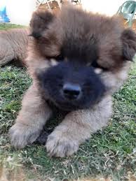 Chow Chow In Dogs And Puppies In South Africa Junk Mail