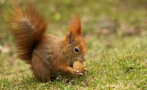 Naturschutz Im Garten Was Im Oktober Wichtig Ist Eichhornchen Im Winter Garten Heimisch