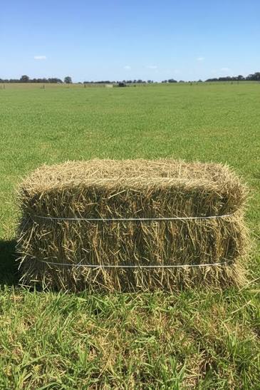 Lucerne Hay