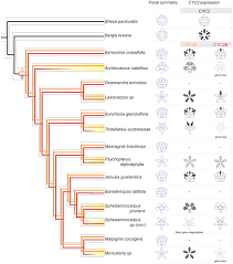 Image result for Acridocarpus natalitius