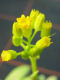 Image result for Kleinia abyssinica