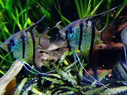 If you own a betta fish, you might be wondering about one big question: Do Tropical Fish Need A Heater Filter And Light Pethelpful By Fellow Animal Lovers And Experts