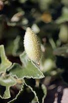 When a plant cell is placed in hypotonic solution it undergoes. Turgor Pressure Wikipedia