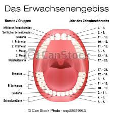 teeth names eruption chart german