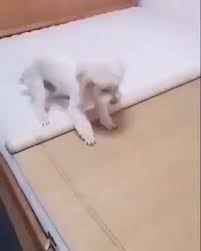 smart dog 3 video cute baby animals cute funny animals cute animals