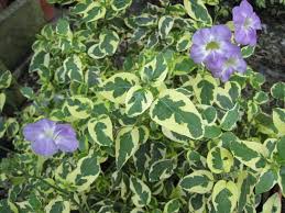 Image result for Asystasia hedbergii