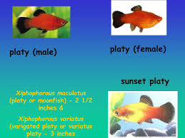 Ppt - Tropical Fish Management Powerpoint Presentation, Free Download -  Id:1252835