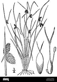 Image result for Lipocarpha