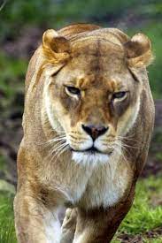 Josie At Dartmoor Zoological Park C Ian Foster Fozimage Dartmoor Zoo Zoo Animals