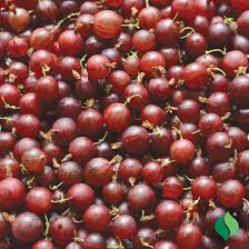 Image result for jostaberry