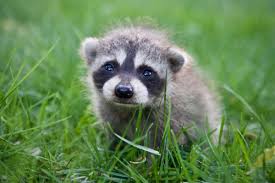 racoon