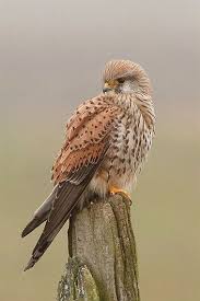 Irish Birds Of Prey Images Choosing Plants To Entice Birds And Butterflies To Your Yard With Images Birds Birds Of Prey Beautiful Birds