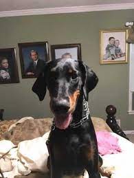 Doberman Pinscher Dog For Adoption In Douglasville Georgia Kali In Douglasville Georgia Doberman Dog Adoption Doberman Pinscher